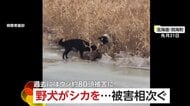 【危険】野犬がシカを襲う一部始終　牛78頭を襲撃…4頭死亡など半年前から被害相次ぐ　JAが注意呼びかける　北海道・別海町