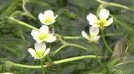 涼感たっぷり…清流に漂う小さな白い花　越前市の治左川でバイカモが見頃　7月には満開に　