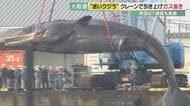 体長16メートル・体重40トン　大阪湾の迷いクジラ「淀ちゃん」　引き上げてガス抜き　体内には希少な「龍涎香」？　紀伊水道沖まで運び沈める