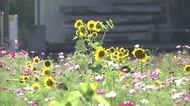 夏と秋が同居　5月上旬からひまわりとコスモスが同時開花　休耕田に珍しい光景「季節が違うのに…」大分