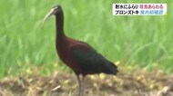 日本でほとんど見られない「ブロンズトキ」か