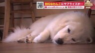 「おしゃれなに農家カフェの店番」