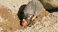 動物たちのイースター ミーアキャットが卵を...イギリス