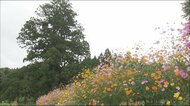 キバナコスモスが見ごろ 福島県二本松市・大杉公園 力強いスギの木とオレンジの競演