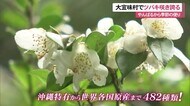 冬の花・ツバキが482種類咲く 沖縄・大宜味村
