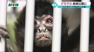 長い手足と器用に動かせるシッポ…長崎バイオパーク育ちのクモザルが長崎動物園にやってきた!