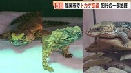 【独自】福岡市のカフェにトカゲ泥棒 犯行の一部始終 男が“3匹”と共に警察へ… 窃盗などの疑いで逮捕