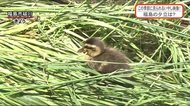 【福島発:ほっこり映像】 福島市・秡川 初夏のかわいい風物詩