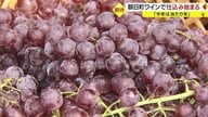 「近年にない当たり年」…糖度の高いブドウ育つ　コンクール“19年連続入賞”・有数の品質誇るワイナリーで仕込み始まる【山形発】