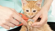 「1本切れればいいやの気持ちが重要」猫の爪切りが楽になるコツと慣れさせるためのポイント