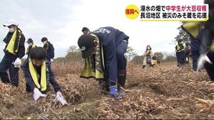 被災のみそ蔵復興へ 浸水した畑で原料の大豆収穫 地元の中学生が応援 春には仕込みへ