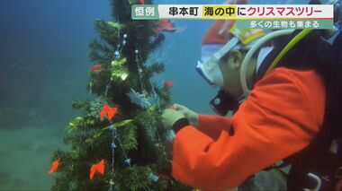 海の中のクリスマスツリー 周りには「ウミウシ」も ダイビングショップが企画 【和歌山発】