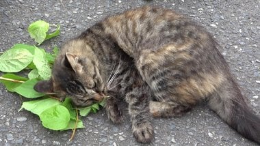 ネコがマタタビ好きなのは「蚊よけ」のためだった?“長年の謎”を解明した教授にその理由を聞いた