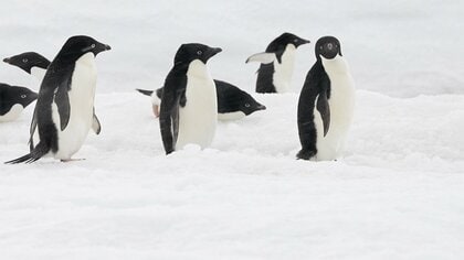 昭和基地にペンギンの行列　南極プロジェクト