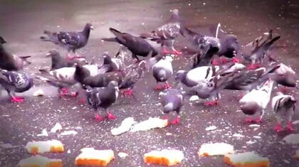 「ハトに餌を与えないで」市が中止を『命令』 「鳴き声やフン」で住民の生活に支障 餌やりが確認された場合は刑事告発 50万円以下の罰金も