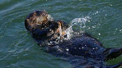 泳ぐのが速くないから貝を食べるようになった！？動物学者に聞いたウニ、アワビが大好きなラッコの生態トリビア