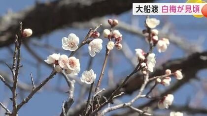 大船渡市で白梅が見ごろに　県内各地で3月中旬から下旬並みの陽気に　岩手県
