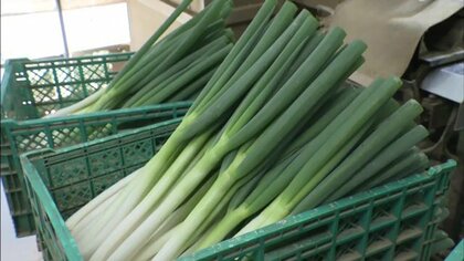 ネギが高い！価格高騰で「明と暗」…味と値段を変えず中国産シフトの飲食店vs“細くても”注文増の生産者