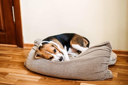 犬がしゃっくりする原因とは?しゃっくりをするタイミングや対処法を飼い主にアンケート調査!