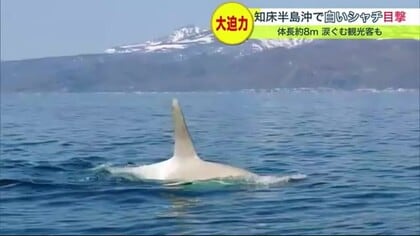 涙ぐむ観光客も…「白いシャチ」 世界遺産・知床半島沖で目撃 体長は約8ｍ　2年前にも2頭を確認【北海道発】