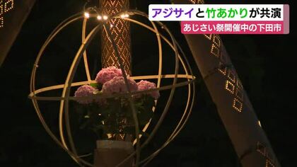 アジサイと竹あかりが共演　あじさい祭開催中の下田市