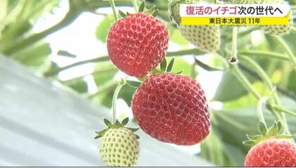 津波で全て流されても…名産地として復活　山元町のイチゴ　東日本大震災から11年【宮城発】