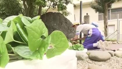 京都三大祭り「葵祭」に向け鯖江の児童がフタバアオイを切り取り　上賀茂神社に3000本を奉納、衣装の装飾に　福井