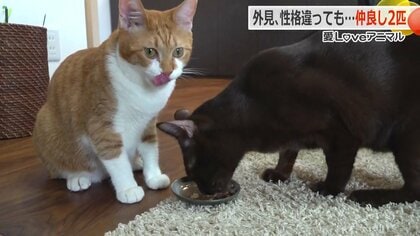 多頭飼育崩壊の現場から救出された2匹のネコ「こてつ」と「おもち」　飼い主さんの「おやつだよ！」への反応が対照的