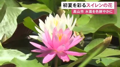 水面を白やピンクに彩る…岐阜県高山市でスイレンの花が見頃迎える 広さ150平方mの池に200株ほど