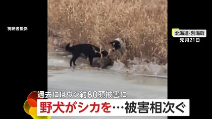 【危険】野犬がシカを襲う一部始終　牛78頭を襲撃…4頭死亡など半年前から被害相次ぐ　JAが注意呼びかける　北海道・別海町