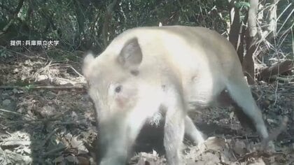 島民8人に対し100頭以上か…イノシシに占拠された離島「将来の日本の縮図が、たぶん今、この島で既に起きている」