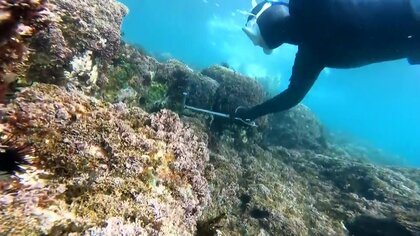 「世界に誇れる活動」女性大学院生も参加　70歳以上の漁師が取り組む“藻場”再生に【宮崎発】