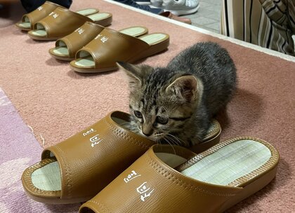 「スリッパ温め係の研修中」温泉旅館に“入社”した子猫の姿にほっこり！総勢9匹のスタッフの日常も微笑ましい