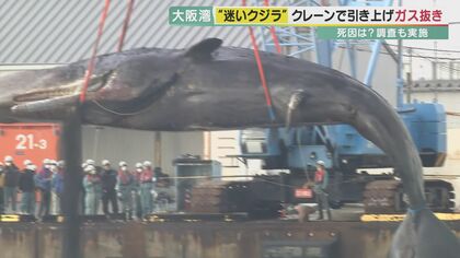 体長16メートル・体重40トン　大阪湾の迷いクジラ　クレーンで引き上げ調査　体内には希少な「龍涎香」も？　沖合へ運び海へ沈める