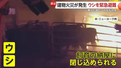 燃えさかる納屋に閉じ込められた牛たちを緊急避難させる緊迫の瞬間…凍った湖で“立ち往生”シカ救助劇の一部始終　アメリカ