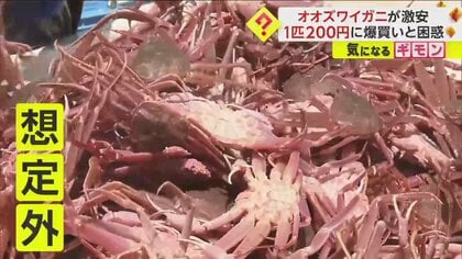 オオズワイガニが激安に】直売所で1匹200円 大量発生に漁協側困惑
