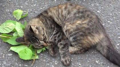 特集】いきものディープランド|FNNプライムオンライン