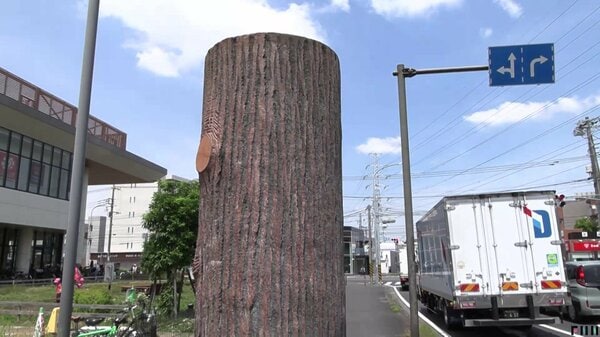 「30年近くずーっと疑問」近隣住民も正体を知らない“謎の木” 実は大雨に備えた重要施設 神奈川・横浜市|FNNプライムオンライン