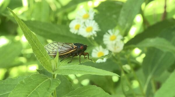 17年間土の中で過ごし地上へ…アメリカで221年ぶりに同時出現した“2種類のセミ”を徹底解説 羽化の神秘を撮影｜FNNプライムオンライン