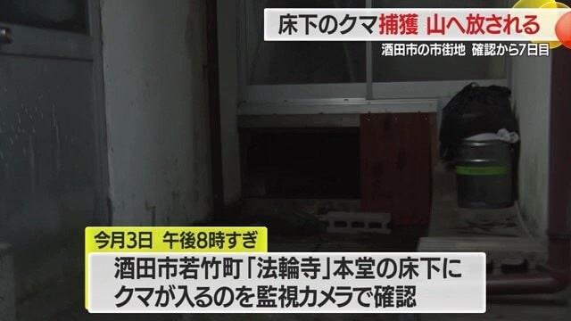 寺の本堂の床下にクマが約1週間居座った