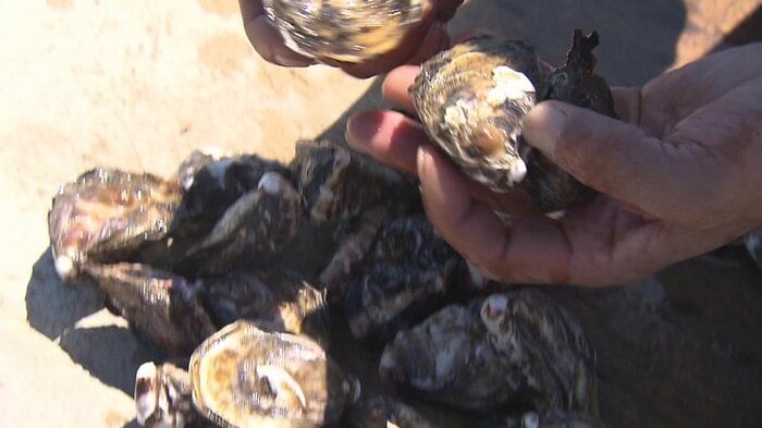 1粒1粒のカキの成長を見極め出荷できるまで選別