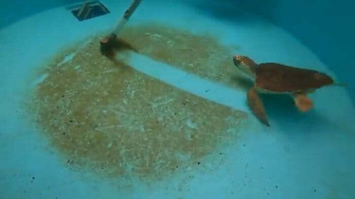 水槽の掃除中、ブラシを見つめる1匹のカメ