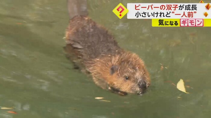 水面に顔を出して泳ぐアメリカビーバーの赤ちゃん