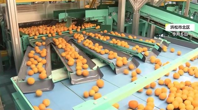 浜松市内でミカンの出荷(2022年11月)