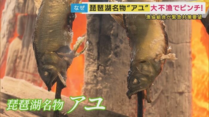 琵琶湖名物「アユ」