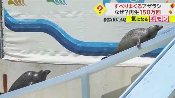 一生懸命坂を上る2頭のゴマフアザラシ