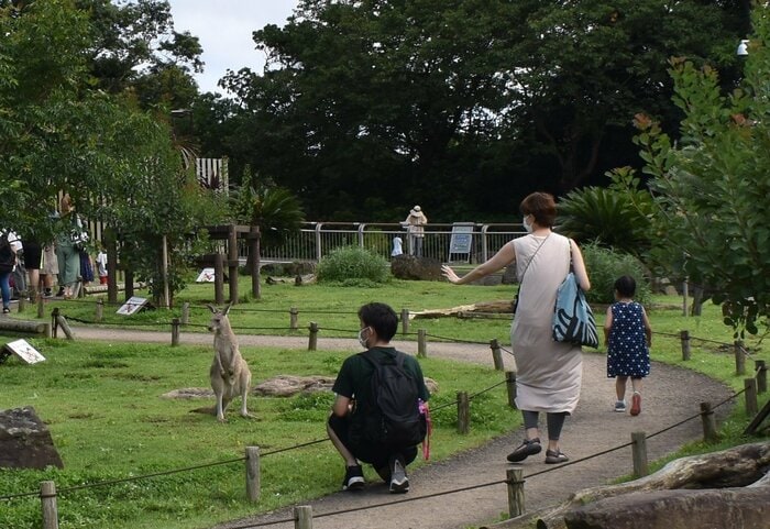 カンガルーウォークスルー(提供:横浜市立金沢動物園)