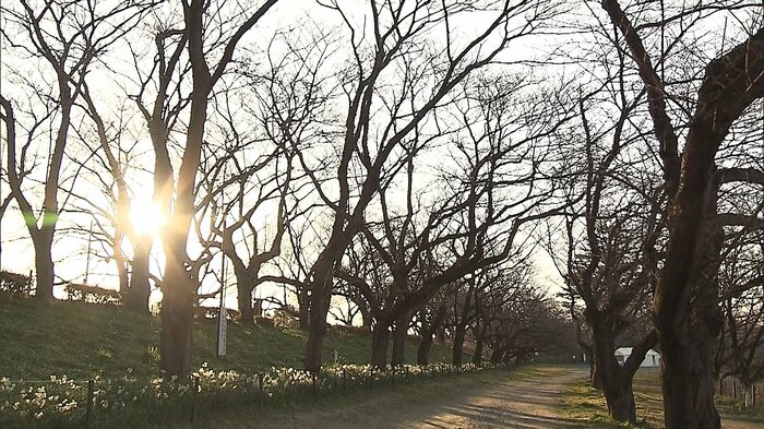 咲く前の権現堂堤の桜