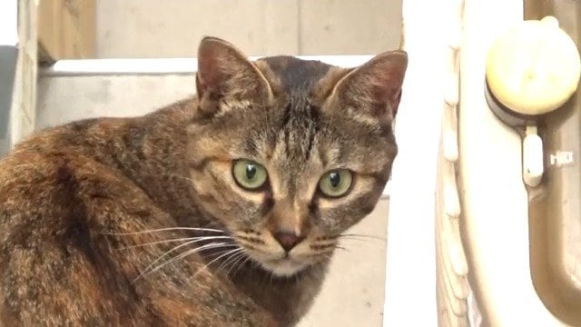 シポ子(4歳)