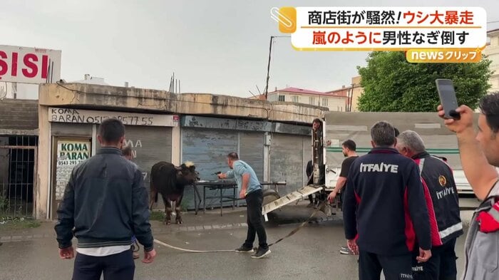 ウシに麻酔銃を向ける男性（IHA）